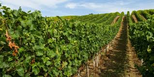 Vignes.jpg Vignes.jpg